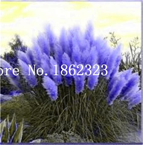 Purple Pampas Grass Seeds 300pcs Genuine Free Shipping Worldwide