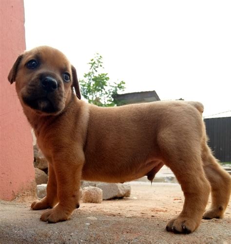 If You Have A Boerboel/rottweiler Mix Can u Please Post A Pic So I Can See? - Pets - Nigeria