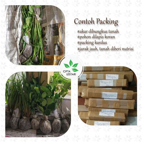 Jual Bibit Tanaman Seledri Bibit Tanaman Daun Seledri Bibit Pohon