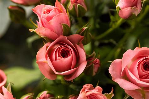 Quando Fare Le Talee Di Rose E Come Farle Quandosipianta It