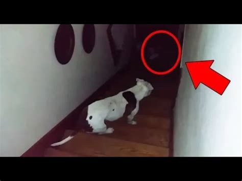 Gatos y perros vieron algo que sus dueños no pudieron YouTube