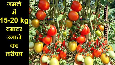 गमले में 20 किलो टमाटर उगाने का तरीका Tomato Plant Care Tips In Hindi