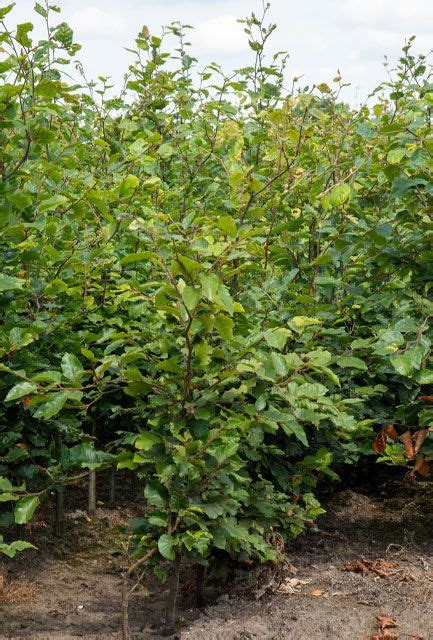 Countryside Stewardship TE4 Tree Mix Hedging Plants Direct