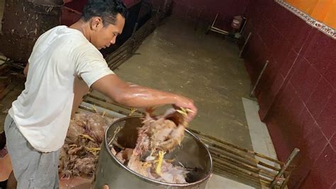 Lagi Proses Memotong Ayam Potong Di Gudang Ayam Youtube