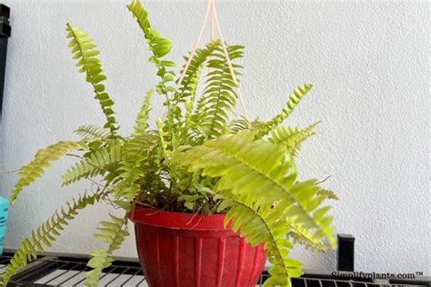 How To Repot Boston Fern A Step By Step Guide Simplify Plants