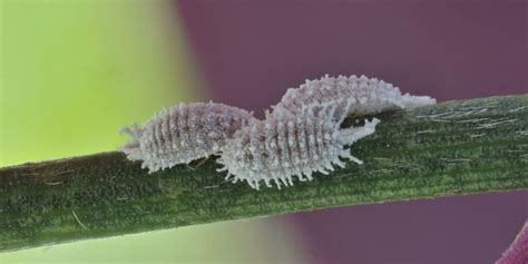 Comment Se D Barrasser Des Cochenilles Naturellement D Couvrez Les