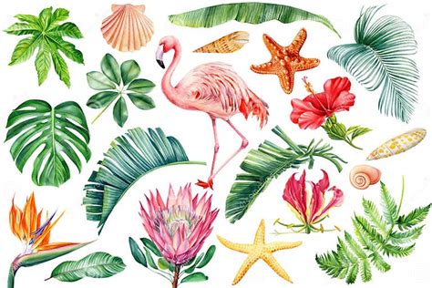 Pink Flamingos Seashells Starfish Flowers And Leaves Watercolor