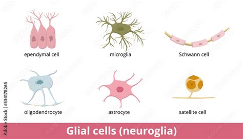 Glial cells (neuroglia). Six types of gliocytes in the central and the ...