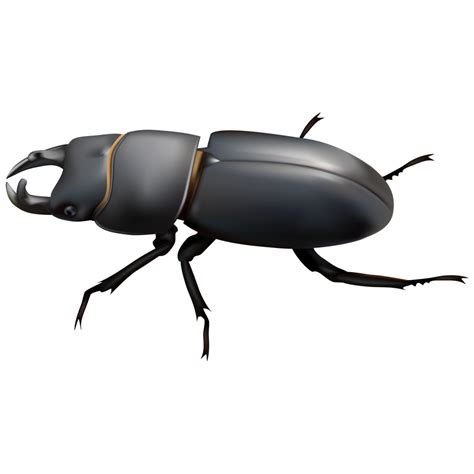 Dung Beetle Png Images Transparent Hd Photo Clipart