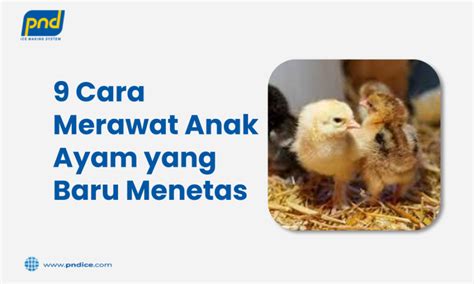 9 Cara Merawat Anak Ayam Yang Baru Menetas Pnd Ice