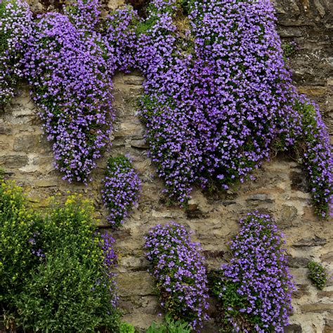 Purple Cascading Aubrieta Ground Cover Plant Seeds - Rock Cress
