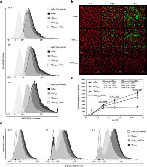 HOCl Modified Human Serum Albumin Inhibits Intracellular Antigen