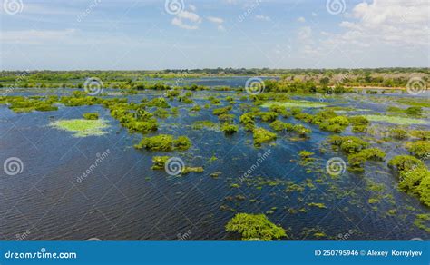 Kumana National Park with Lake and Birds. Stock Photo - Image of shrubs ...