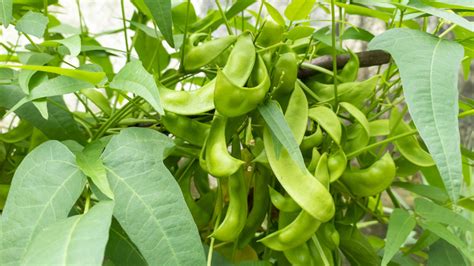 15 Types Of Bean Plants That Are Easy To Grow