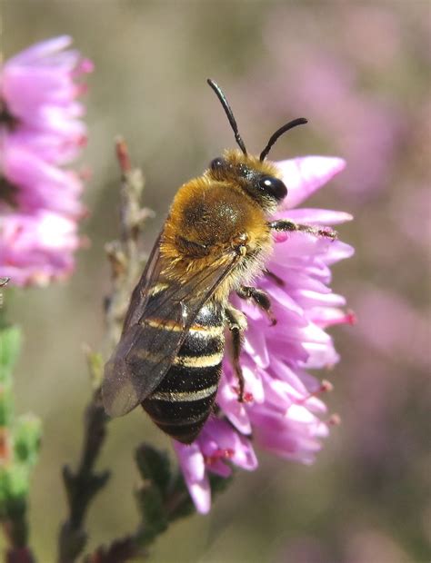 Colletes Succinctus Female Hartlebury Common Staffordsh Flickr