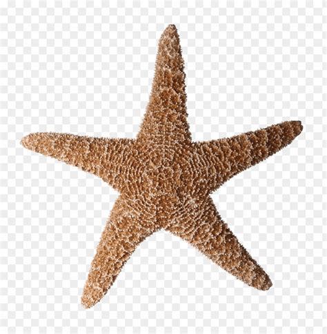 Starfish Png Png Image With Transparent Background Toppng