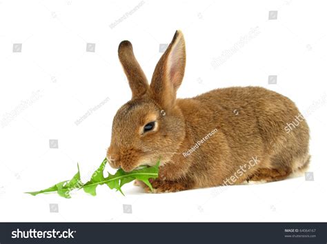 Rabbit Eats Dandelion Leaf Stock Photo 64064167 Shutterstock