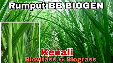 Bank Pakan Rumput Biovitass Dan Biograss Zanzibar Red Napier Dan