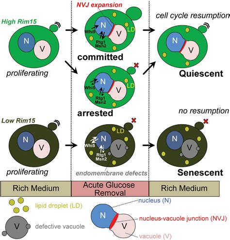 Nutrient Signaling Stress Response And Inter Organelle Communication