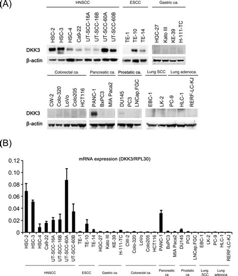 Expression Of Dkk3 Protein And Mrna Was Assessed By Western Blotting Download Scientific