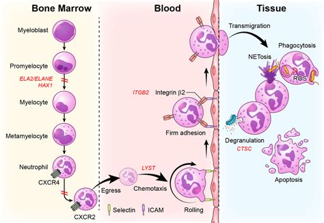 Defects in stages of neutrophil development, trafficking and function ...