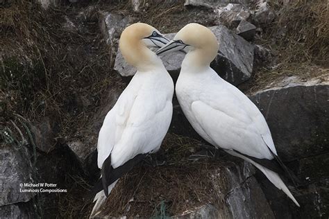 Northern Gannet Pair Mutual Preening A Pair Of Northern Ga Flickr