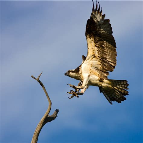 Osprey Landing | Kiawah, South Carolina | Ed Fuhr Photography