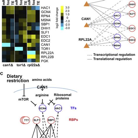 Translational Regulation Of Gene Expression In The Long Lived Mutants Download Scientific Diagram