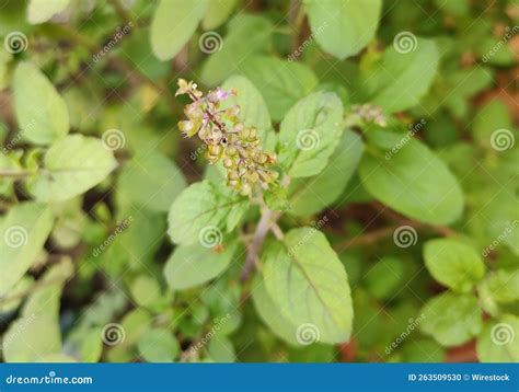 Tulsi Medicinal Plant Closup Image. Stock Photo | CartoonDealer.com #232553070