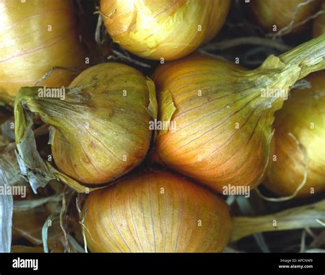 Show Shallots Hi Res Stock Photography And Images Alamy