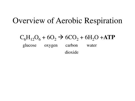 Ppt Respiration Powerpoint Presentation Free Download Id371542