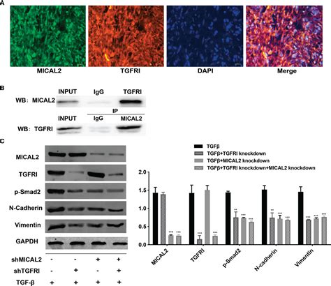 Frontiers Mical Promotes Proliferation And Migration Of Glioblastoma