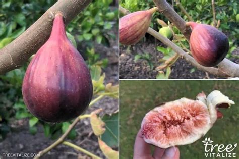 5 Best Cold Hardy Fig Trees For Usda Zone 6