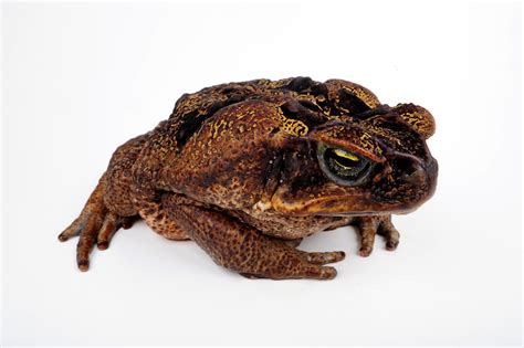 Cane Toads Bufo Marinus And Your Pets Extra Mile Pest Control And