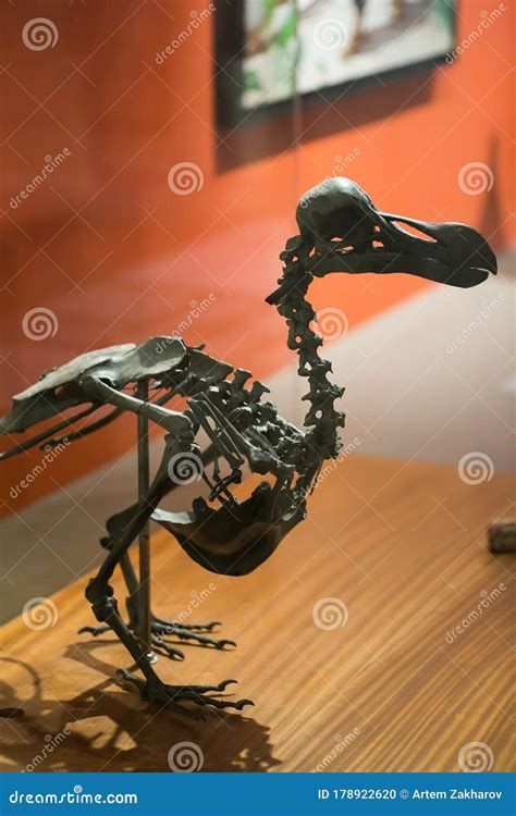 The Skeleton of the Dodo on Mauritius, La Vanille. Stock Photo - Image ...