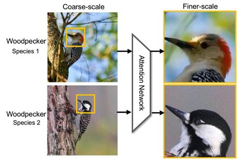 Fine Grained Image Recognition Microsoft Research