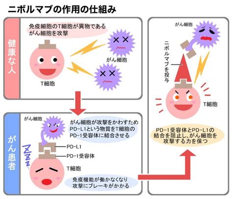 免疫チェックポイント阻害剤 Immune Checkpoint Japaneseclassjp