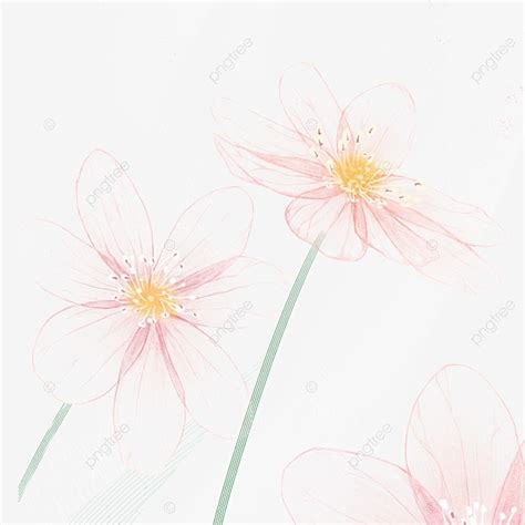 Pink Plant Png Transparent Hand Draw A Pink Plant Beautiful Hand