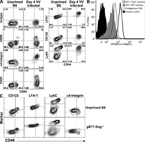 Phenotypic Analysis Of CD44hi And CD44lo Tetramer Bound T Cells From