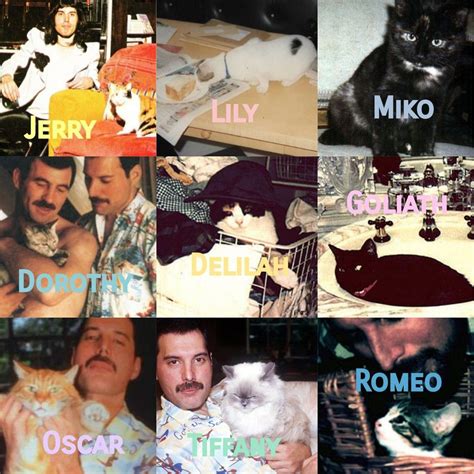 Freddie Mercury Cats Names - ismalaow