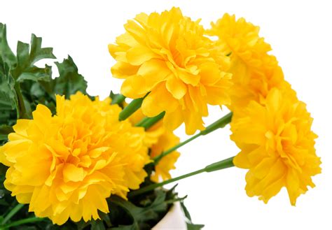 Fresh Marigold Flowers Isolated 12716603 PNG