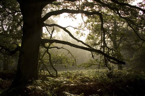 PM 6.000 Eichen | Naturefund
