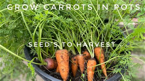 How To Grow Carrots From Seeds To Harvest Youtube