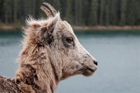 Rocky Mountain Hikes Within Hours Of Calgary Hike Bike Travel