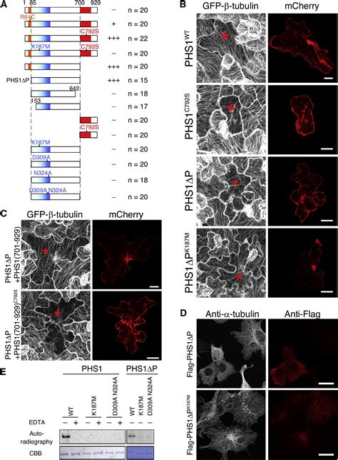 An Atypical Tubulin Kinase Mediates Stress Induced Microtubule