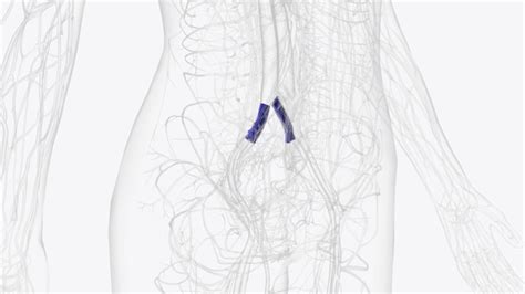 Premium Photo The Common Iliac Vein Is Formed By The Unification Of