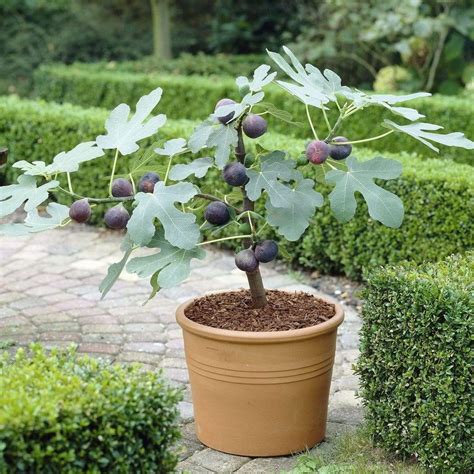 UK Hardy Fig Tree | 'Brown Turkey' - Roots Plants