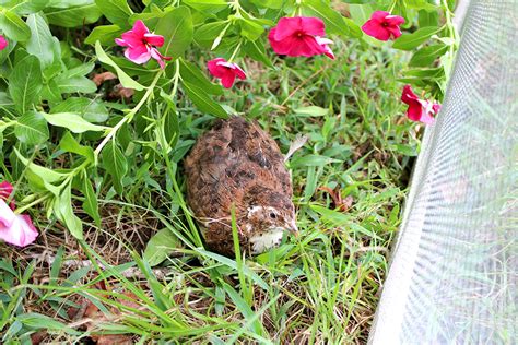 Quail Ground Pen Natural Outdoor Keeping With Pics Silver Homestead