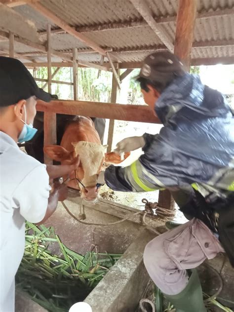 Sampel Darah Ternak Diambil Uji Vaksin