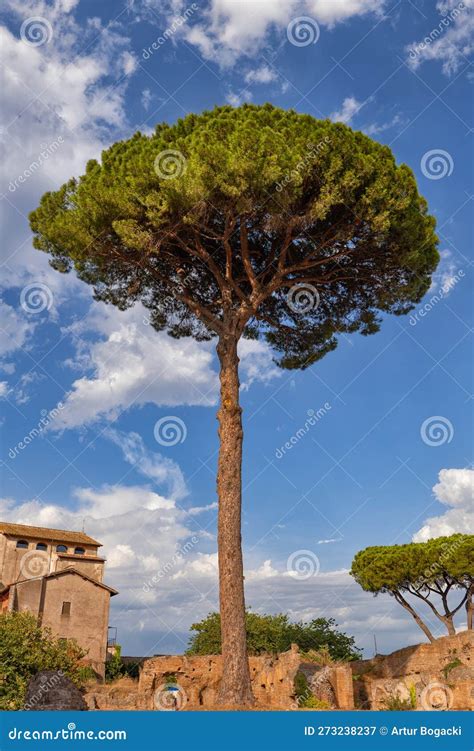 Majestic Stone Pine Tree In Rome Stock Image Image Of Canopy Tree